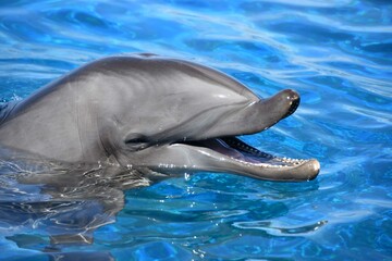 Fototapeta premium dolphin in the water