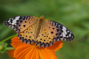 キバナコスモスと蝶々