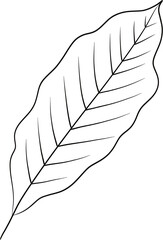 leaf hand drawn