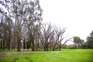Obraz premium Leafless tree in Oddies creek park open space area,Albury. NSW.