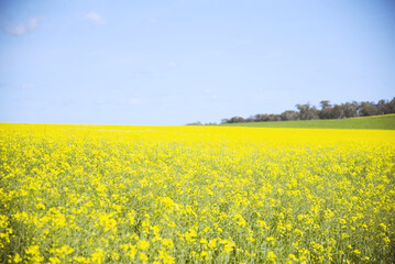 Obraz premium Canola boom yellow fields in Walla walla ,New South Wales, Australia.