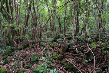 Obraz premium mossy rocks and vines in deep forest