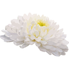 Obraz premium white dahlia flower