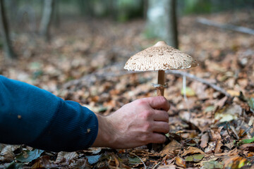 A man (not recognizable) with his hand picking parasol mushroom in the forest surrounded by leaves