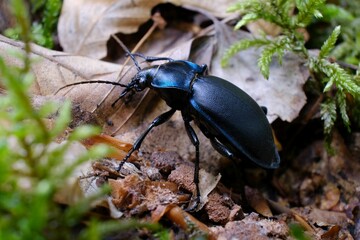 Close up of Carabus coriaceus  beetle in forest