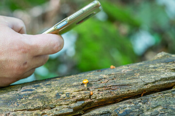 Taking a macro close up photo of a tiny mushroom located on an old fallen tree in the forest with a mobile phone