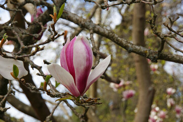 Fototapeta premium Close-up of beautiful pink magnolia flowers growing in botanical gardens in Christchurch New Zealand