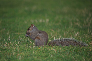 Östliches Grauhörnchen / Eastern gray squirrel / Sciurus carolinensis