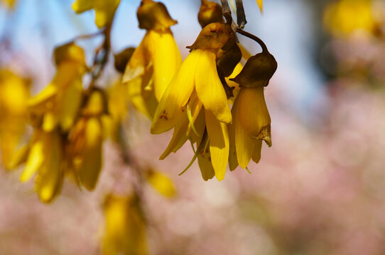 Close-up of native yellow Kowhai flowers, Sophora Microphylla