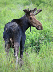 Elch / Moose / Alces alces