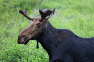 Elch / Moose / Alces alces