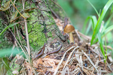 A small brown mushroom growing at the base of a tree with a Myriapod and black bugs around it in a forest with a blurred background