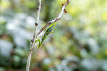 European (Praying) mantis hanging on a dry thin branch