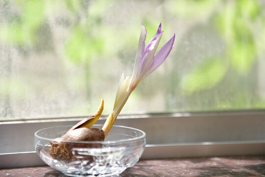 窓際に置いたガラス皿の上で咲いた花