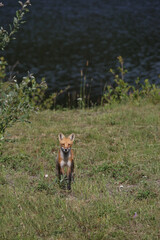 Rotfuchs / Red fox / Vulpes vulpes