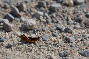 Feldheuschrecke / Acrididae or Grasshopper / Acrididae
