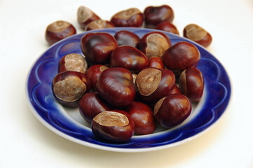 Close-up chestnuts in a blue plate on a white background. Horse chestnut fruit. Selective focus.