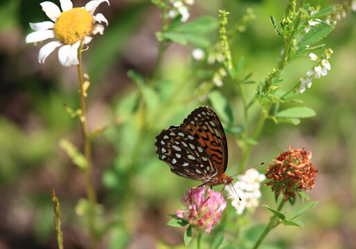 Atlantis Perlmuttfalter / Atlantis fritillary / Speyeria atlantis