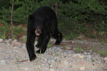 Schwarzbär / Black bear / Ursus americanus.