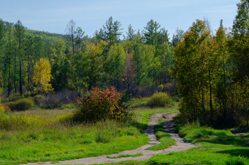 A beautiful country road in the middle of a mixed wasp forest.