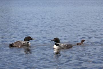 Eistaucher / Common Loon / Gavia immer..