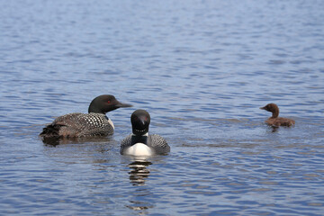 Eistaucher / Common Loon / Gavia immer..