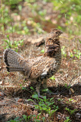 Kragenhuhn / Ruffed grouse / Bonasa umbellus