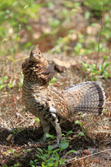 Kragenhuhn / Ruffed grouse / Bonasa umbellus