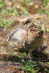 Kragenhuhn / Ruffed grouse / Bonasa umbellus