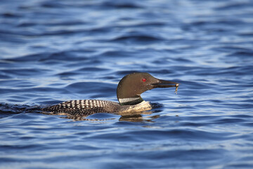 Eistaucher / Common Loon / Gavia immer...