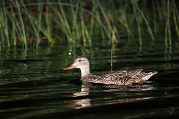 Stockente / Mallard / Anas platyrhynchos.