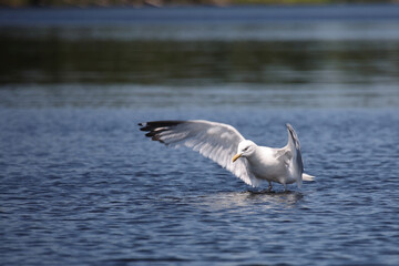 Kanadamöwe oder Amerikanische Silbermöwe / American herring gull or Smithsonian gull / Larus smithsonianus.