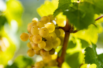 Extreme close up white grapes. Wine is ready to harvest. Rheingau in Germany, beautiful wine region.