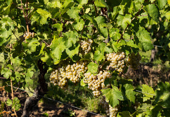 White grapes hanging on a vine. Grapes from beautiful vine region Rheingau in Germany.