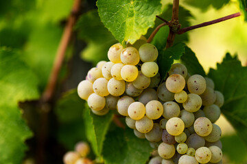 Close up white grapes. Wine is ready to harvest. Rheingau in Germany, beautiful wine region.