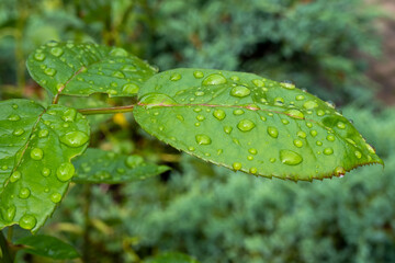 green leaf with water drops, raindrops and dew, skincare natural background, cosmetic product stage, texture, place for text, gel droplets, freshness