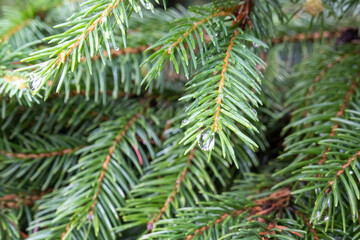 wet after rain, watering, green fir branch, conifer tree, spruces, christmas tree in the garden, texture