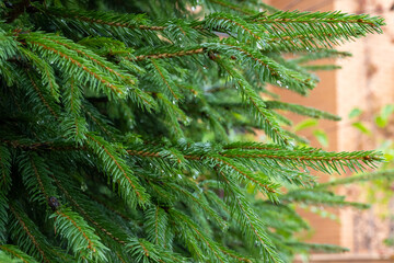 wet after rain, watering, green fir branch, conifer tree, spruces, christmas tree in the garden, texture