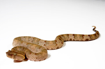 Flat-nosed pitviper // Braune Bambusotter (Craspedocephalus puniceus)