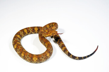 Flat-nosed pitviper // Braune Bambusotter (Craspedocephalus puniceus)