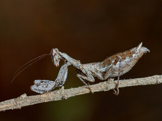 European Dwarf Mantis. Ameles spallanzania  
