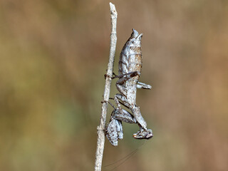 European Dwarf Mantis. Ameles spallanzania  