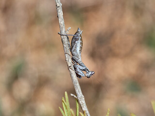 European Dwarf Mantis. Ameles spallanzania  