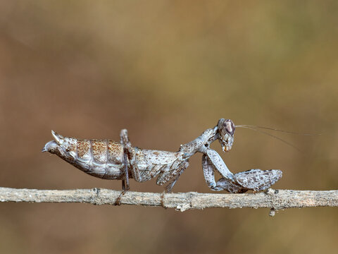 European Dwarf Mantis. Ameles spallanzania  