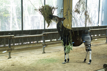 横浜動物園のオカピ