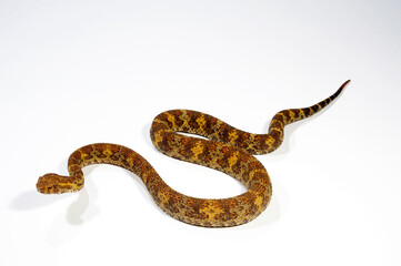 Flat-nosed pitviper // Braune Bambusotter (Craspedocephalus puniceus)