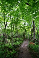 Fototapeta premium fascinating path in spring forest