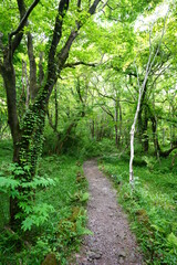 fine path through dense spring forest