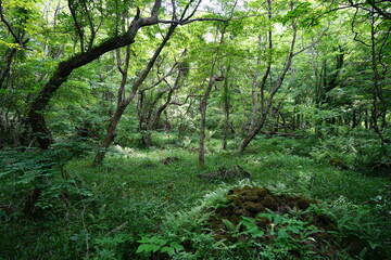 thick wild forest in springtime
