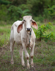 Obraz na płótnie Canvas Asian local cow